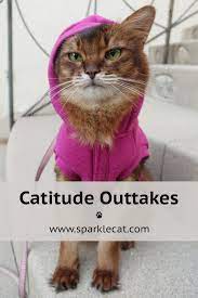Cattitude Outtakes In 2021 Funny Cat Photos Cat Photo Cats