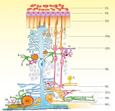 They are the most common type of glial cell found in the retina. Glia Neuron Interactions In The Mammalian Retina Sciencedirect