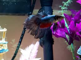 Usually, when fin rot occurs, it's spread throughout multiple spots that connect. Butterfly Betta With Fin Rot Album On Imgur