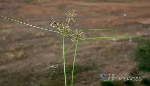 Image result for Pycreus flavidus