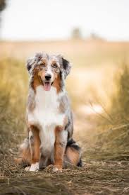 Adopt australian shepherd dogs in tennessee. News Sensation Australian Shepherds