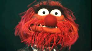 11 Animal Gifs That Are Perfect For Any Occasion Animal Muppet Muppets Muppet Meme