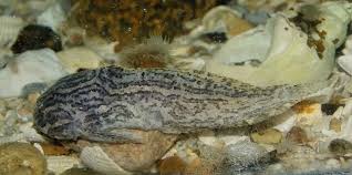 Image result for Liparis tridens