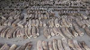How many scales does a pangolin have? Singapore Makes Record Breaking Ivory Bust Seizes Pangolin Scales News Dw 23 07 2019