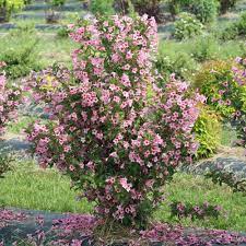 Some early afternoon shade is beneficial in hot southern regions. Sonic Bloom Pure Pink Weigela Plants For Sale Free Shipping