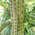 Image result for Pleopeltis macrocarpa