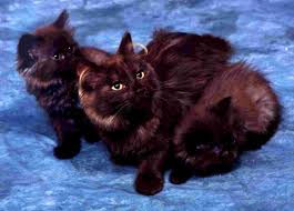 This website will be dedicated to a feline who has taken a special place in the hearts of fellow enthusiasts, the chantilly/tiffany. The Chantilly Tiffany Cat Faqs