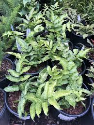 Image result for Coniogramme africana