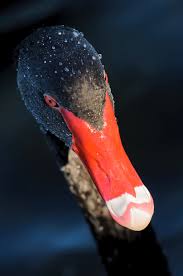 The white winged is a large white patch under its wings. Hd Wallpaper Black And Red Mallard Duck Black Swan Red Beak Red Eyes Portrait Wallpaper Flare