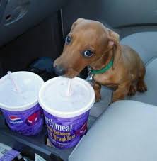 Dauchsund Drinking Taco Bell Funny Dog Pictures Funny Animals Funny Cute