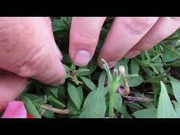 How To Collect Petunia Seeds Youtube Petunias Petunia Flower Wave Petunias
