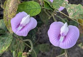 Image result for Brillantaisia pubescens