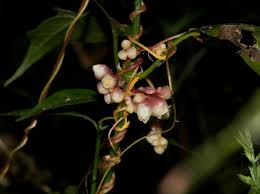 Image result for Cuscuta kilimanjari