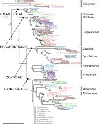 Image result for Chloris mossambicensis