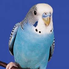 How much are birds at the pet store. Budgie Parakeet Personality Food Care Pet Birds By Lafeber Co