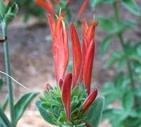 Image result for Dicliptera pumila