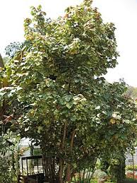 Image result for Hibiscus tiliaceus