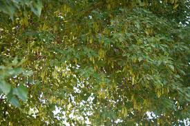 Image result for Dalbergia fischeri