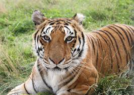 Which Animal Matches Your Personality