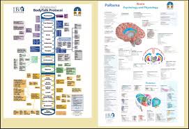 Bodytalk Protocol And Brain Chart Png
