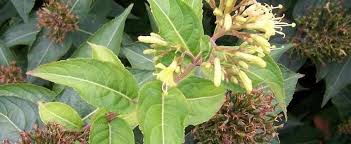 Find the perfect dwarf shrubs stock photos and editorial news pictures from getty images. Northern Bush Honeysuckle Dwarf Bush Honeysuckle Life Of Man Diervilla Lonicera