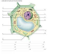 Check spelling or type a new query. Label Plant Cell Parts On The Picture Below 11 6 Chegg Com