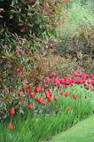 Image result for Where To Buy Tulips In South Africa