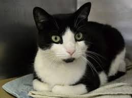 Tuxedo American Shorthair Cat Black And White Peachy Is An Adoptable American Shorthair Cat In New York Ny Save A Life Adopt A Cat Cat American Shorthair Cat Cat Adoption British Shorthair Cats