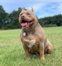 For more information and source,. Pitbull Colors 23 Coat Color Variations Explained With Pictures