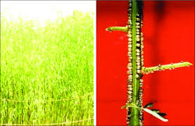 Image result for Sesbania rostrata