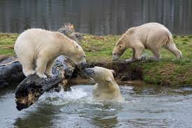 Savesave slip gaji.docx for later. Polar Bears Identifying Siku S Family Early Sightings On Beluga Cam Explore