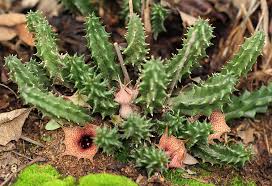 Image result for Huernia hislopii