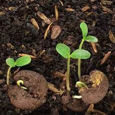 Seed Ball Matrix Seed Balls Throw And Grow Seeds