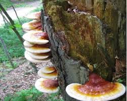 Image result for Ganoderma curtisii