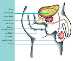 Die männlichen geschlechtsorgane werden wie die weiblichen geschlechtsorgane in äußere und innere geschlechtsorgane unterteilt. Prostata Anatomie Funktion Sexualhormone Und Beschwerden Prostata De