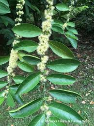 Image result for Suregada