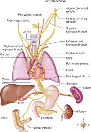 Abdominopelvic Cavity - An Overview | ScienceDirect Topics