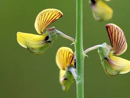 Image result for Crotalaria lanceolata