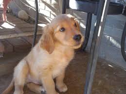 Golden retriever information including personality, history, grooming, pictures, videos, and the akc breed standard. Golden Retriever Puppies For Sale In Aurora Colorado Classified Americanlisted Com