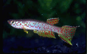 Image result for Pycnostachys kassneri