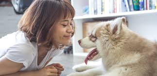 The dog belongs to a family. Home Renter S Moving Guide Renting With Pets Cort