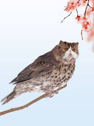 Indonesia mempunyai jutaan spesies langka yang patut menjadi kebanggaan buat kita. Yph Editan Persilangan Kucing Dan Burung Yang Bikin Geleng Geleng Kepala