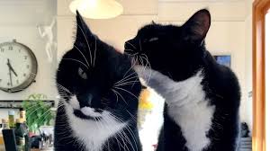 A cat's purr frequency is exactly 26 hertz. The Complicated Truth About A Cat S Purr Bbc Future