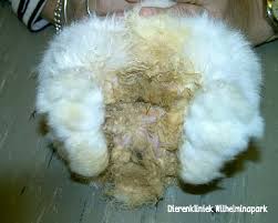 Blaas Problemen Bij Het Konijn Konijn Blaasontsteking Konijn Blaasstenen Konijn Blaaszand