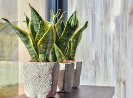 Untuk menjaga sirkulasi di dalam rumah, anda bisa meletakkan jenis tanaman tertentu. Ini Yang Akan Terjadi Jika Anda Nekat Menyimpan Tanaman Hias Lidah Mertua Di Dalam Rumah Jurnal Garut