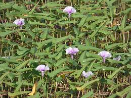 Image result for Ipomoea aquatica