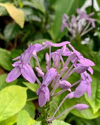 Image result for Pseuderanthemum