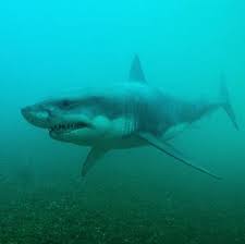 Image result for tbn:o4NVnTyfhfVOdM::tu.tv/imagenes/videos/m/i/miedo-y-escalofrio_imagenGrande.jpg