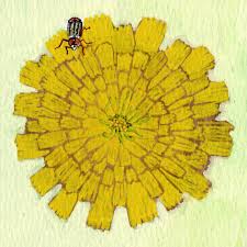 Image result for Hypochaeris