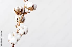 Cotton Flower Images – Browse 260,716 Stock Photos, Vectors, and Video |  Adobe Stock